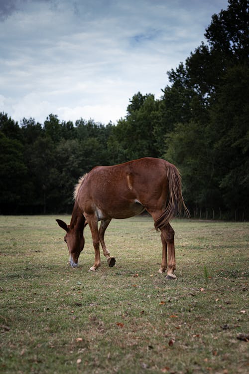 Fotobanka s bezplatnými fotkami na tému dedinský, farma, hnedý kôň