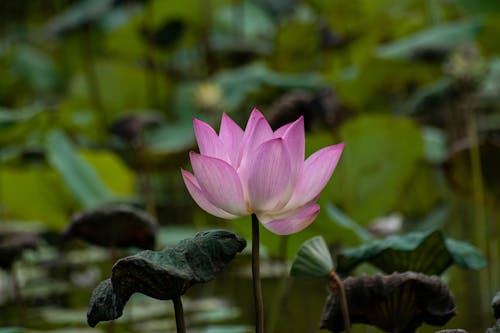 Pink Lotus Flower