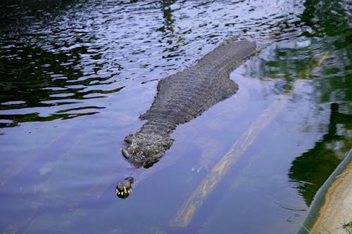 An Alligator Sticking Out over the Water Surface 
