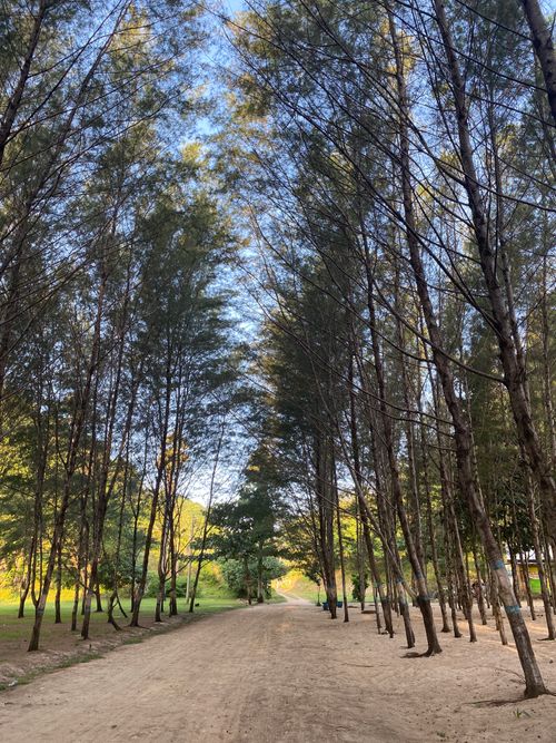 Free Scenic view of a sandy path lined with tall trees in Malang, Indonesia. Stock Photo