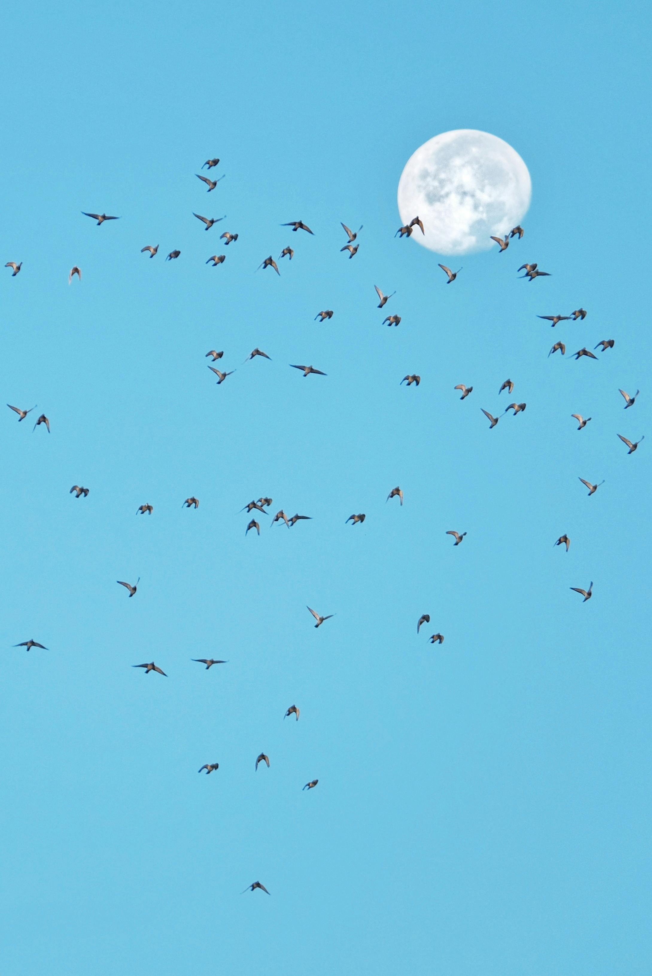 A flock of birds flying across a bright blue sky with a visible moon, symbolizing freedom and migration.