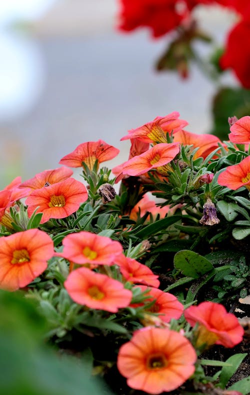 꽃, 밝은, 분홍색 꽃의 무료 스톡 사진