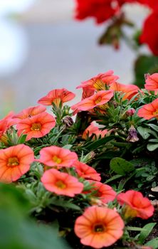 A close-up of vibrant pink petunias blooming outdoors, showcasing natural beauty.