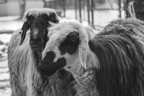 Free A close-up black and white portrait of two goats with fur detail, captured in a rural farm setting. Stock Photo