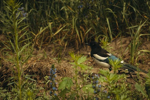 Close-up of a Magpie Standing on a Field 