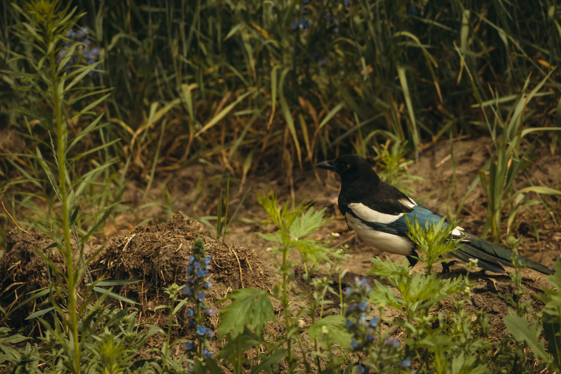 Close-up of a Magpie Standing on a Field