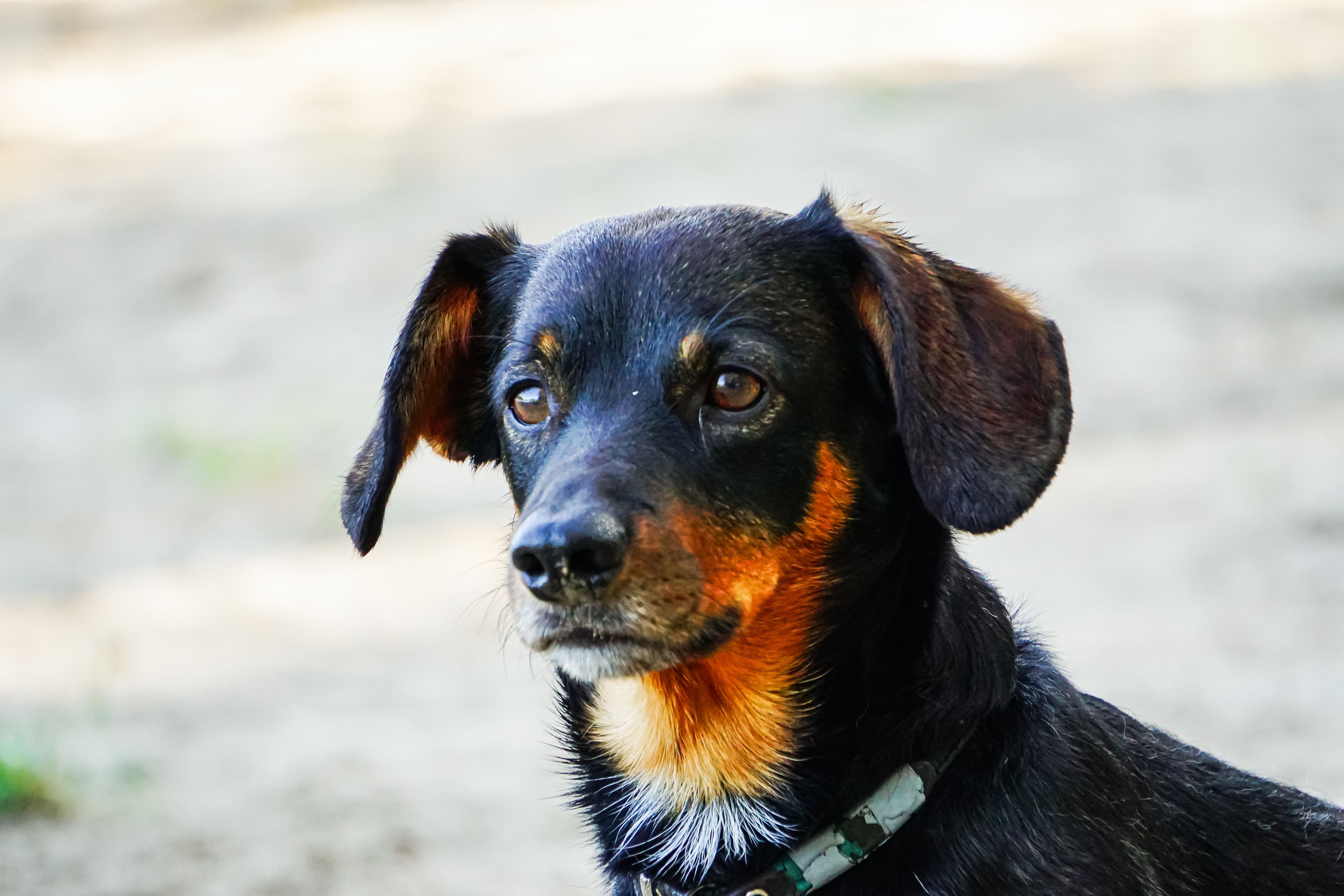 Are inflatable donut collars safe for dog surgery recovery?
