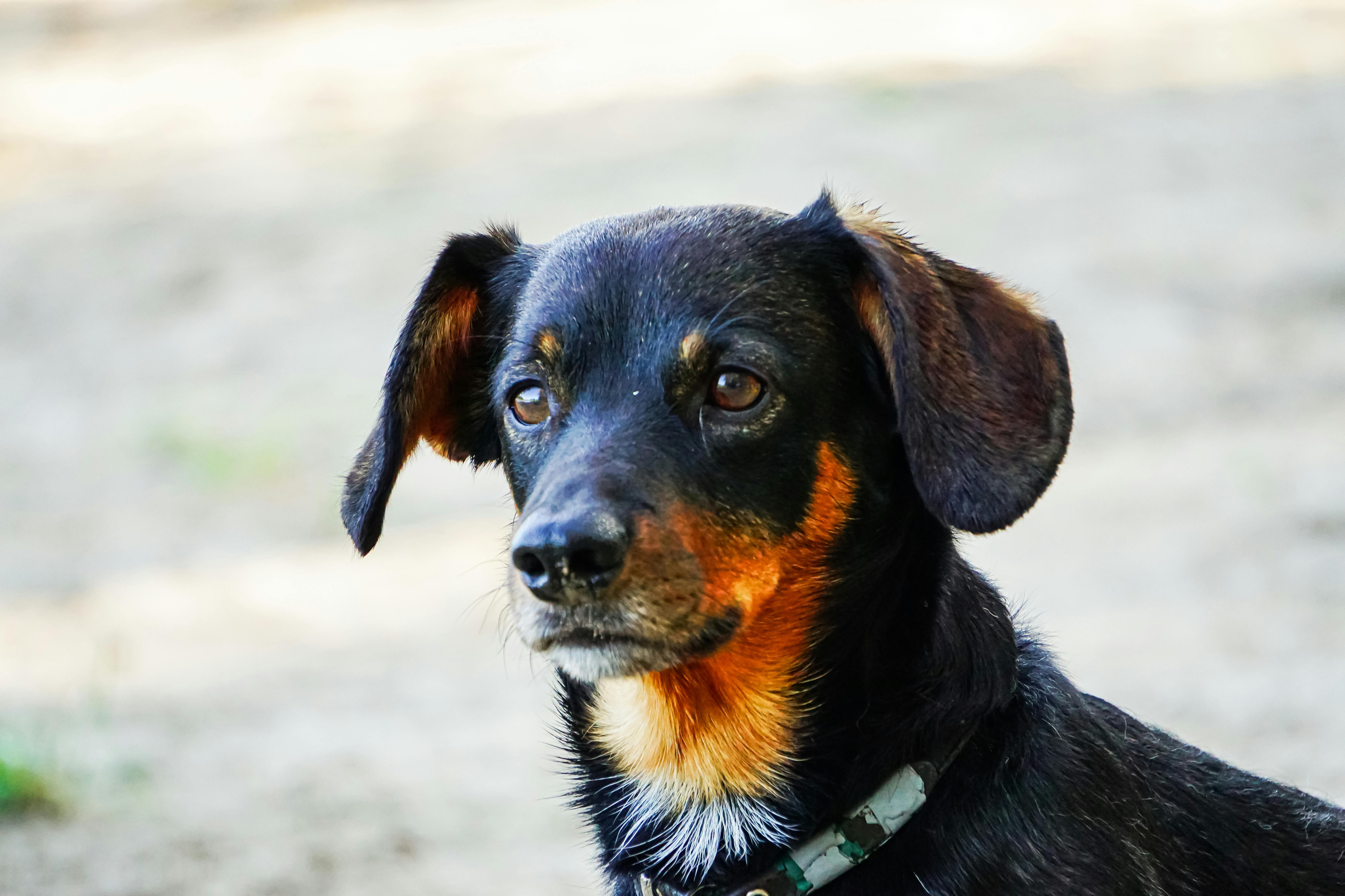 Dog Head Tilt Photos, Download The BEST Free Dog Head Tilt Stock Photos ...