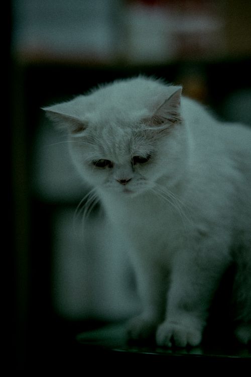 Free Adorable white Persian cat looking down with a contemplative expression. Stock Photo