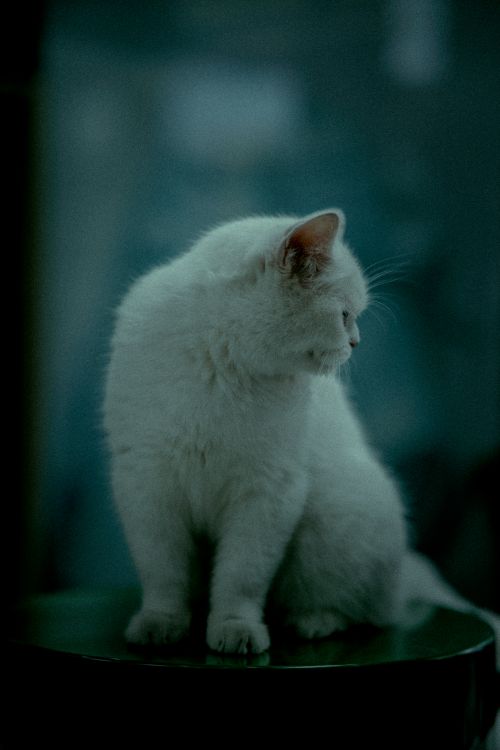 Free A serene close-up of a white cat sitting indoors with subtle lighting. Stock Photo