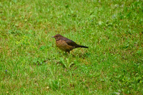 Close up of a Common Blackbird on the Ground