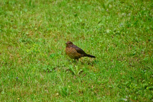 Gratis stockfoto met birdwatching, detailopname, dierenfotografie