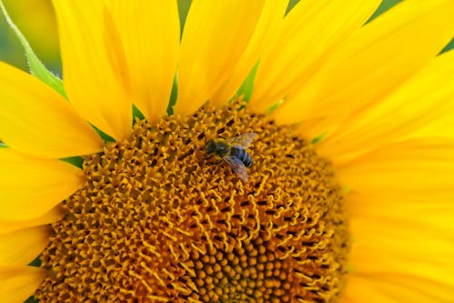 免費 天性, 特寫, 蜜蜂 的 免費圖庫相片 圖庫相片