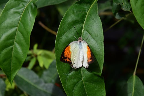 Butterfly on Green Leaves