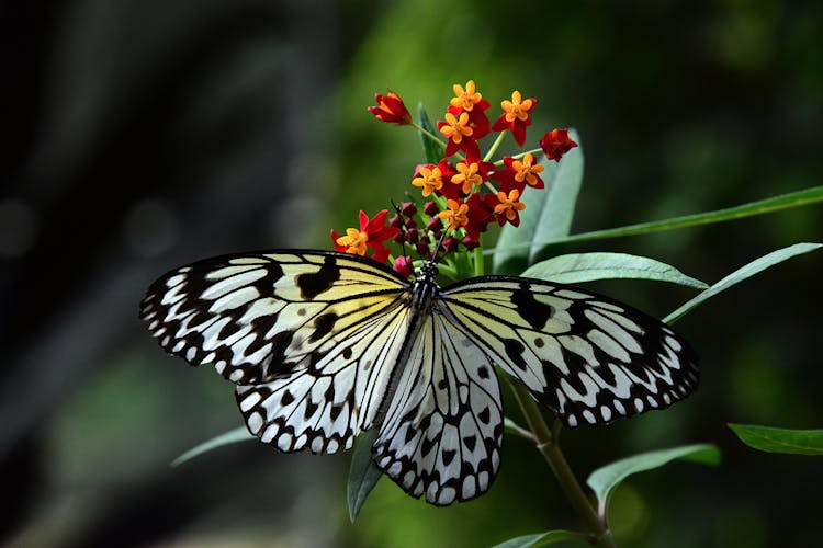 White Nymph Butterfly On Flower