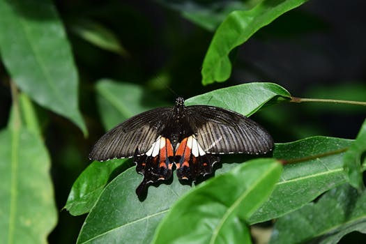Close-up of a Common Rose butterfly resting on green leaves, showcasing its vibrant colors.