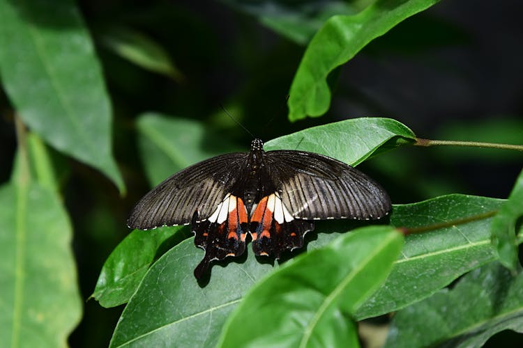 Common Rose On Butterfly On Leaves