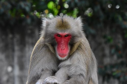 Free A striking close-up of a Japanese macaque monkey with vibrant red face in nature. Stock Photo