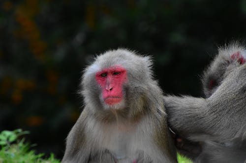 Close-up of a Japanese Macaque