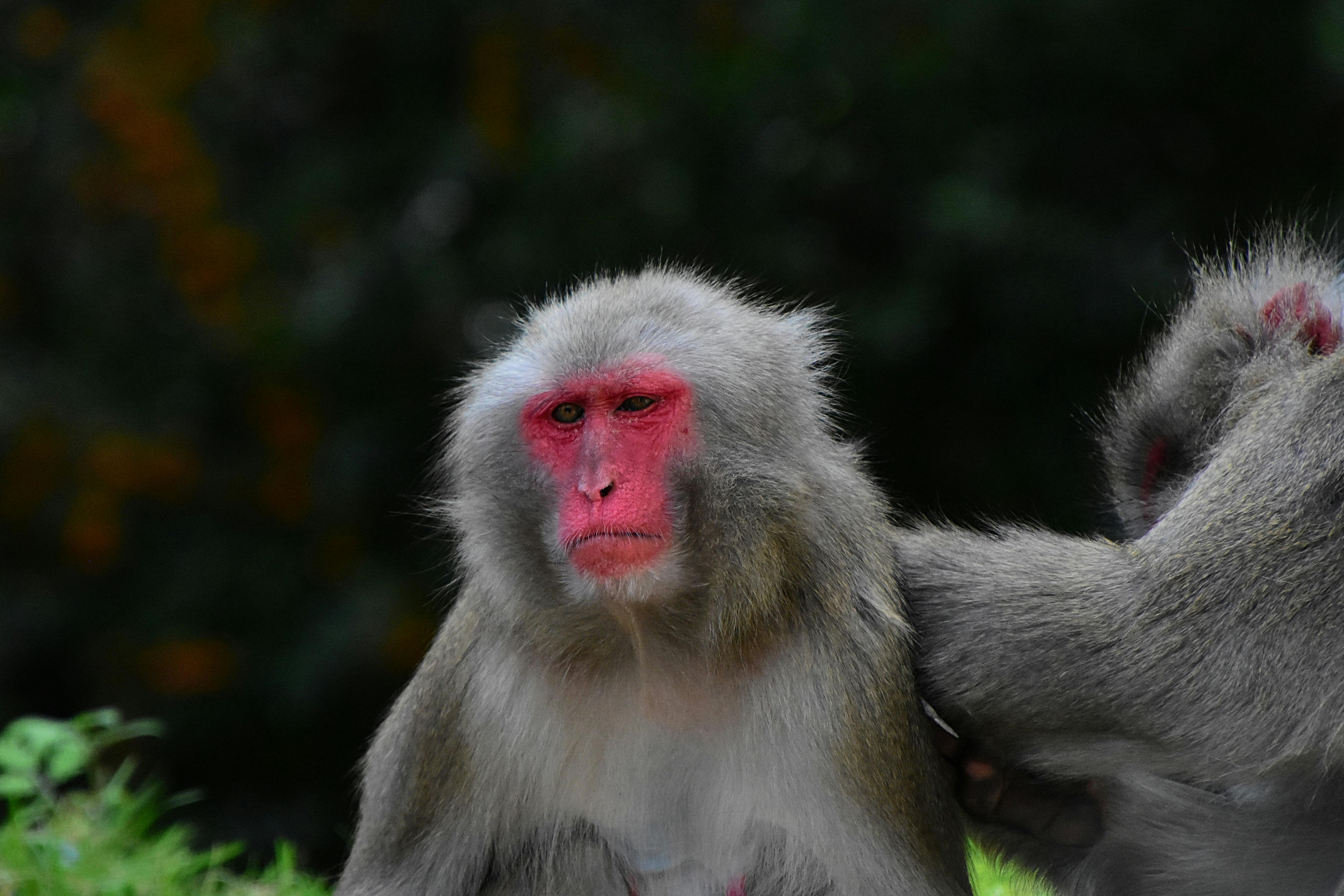 Japanese Macaque Photos, Download The BEST Free Japanese Macaque Stock ...