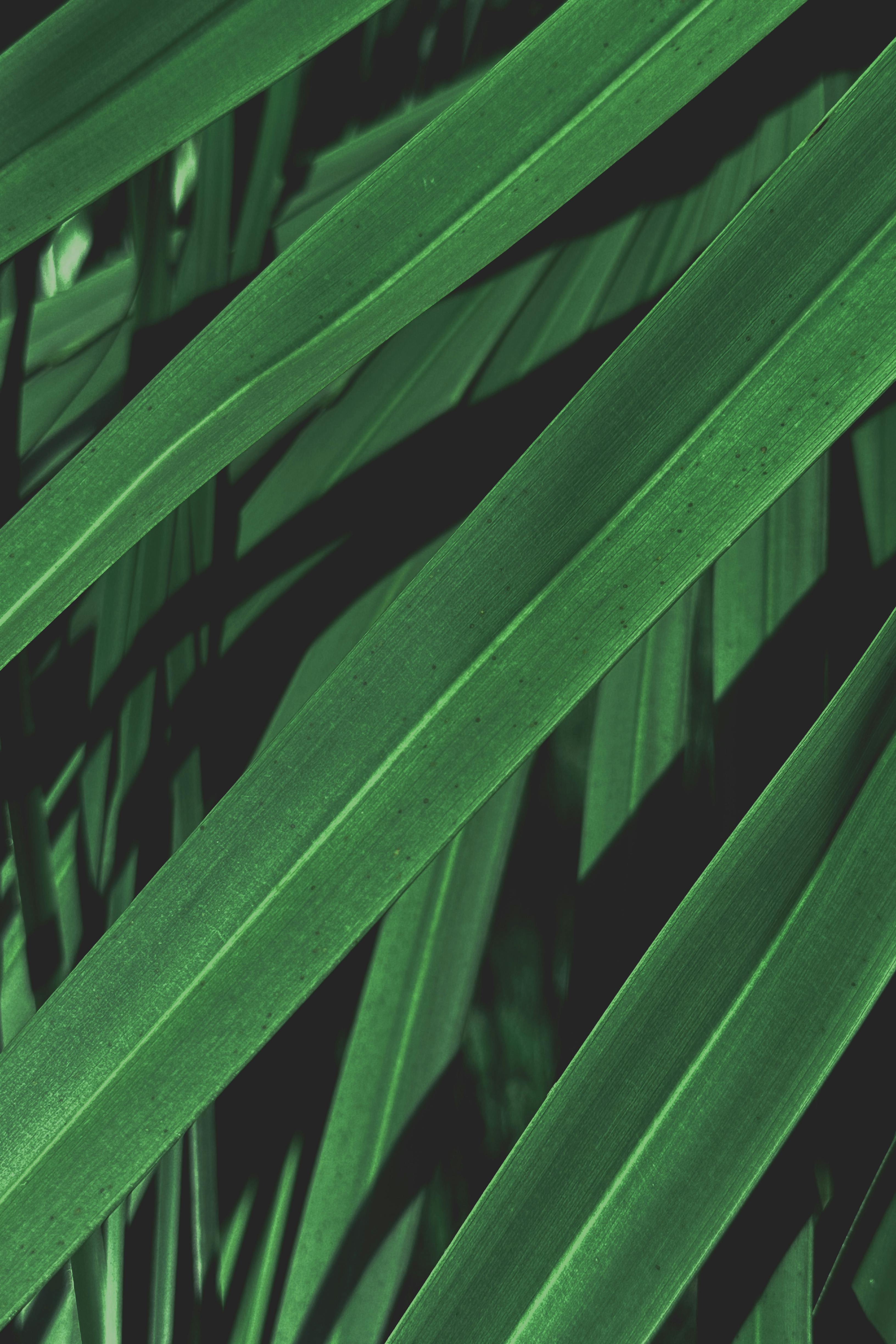 Close-up view of vibrant green palm leaves under sunlight, showcasing tropical beauty.