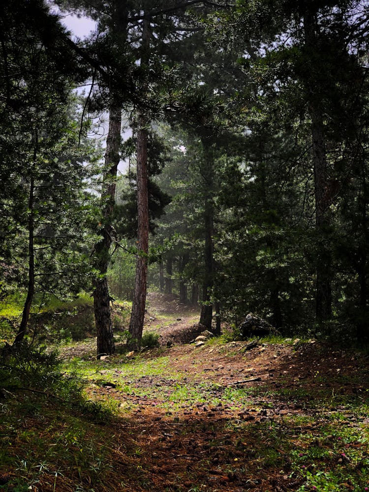 Footpath In Deep Forest