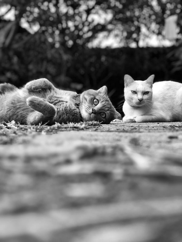 Uma imagem serena em preto e branco capturando dois gatos relaxando juntos ao ar livre.