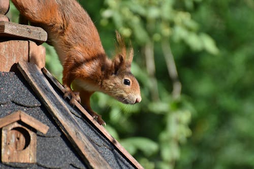 Close up of Squirrel