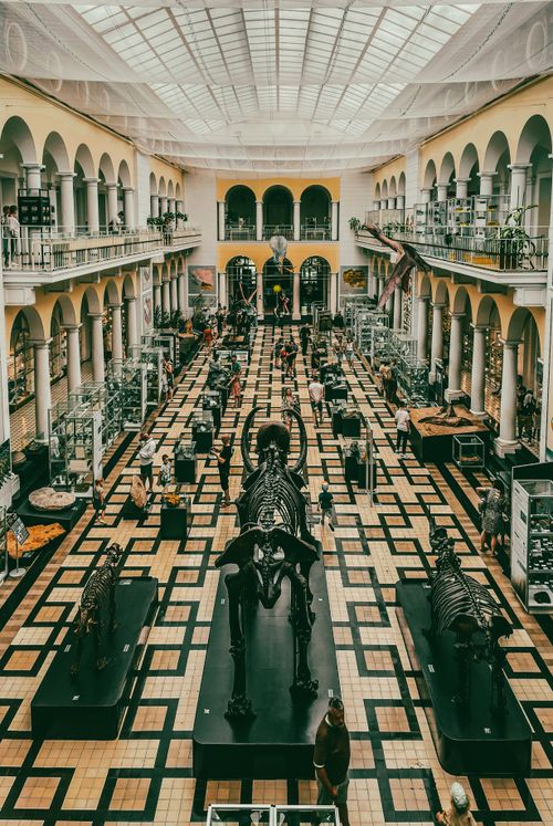 Free Explore dinosaur fossils in the Warsaw Geological Museum's grand hall. Stock Photo