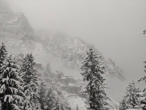 Coniferous Trees in a Mountain Valley in Winter 