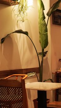 A serene cafe corner with elegant decor, featuring a large indoor plant and stylish furniture.
