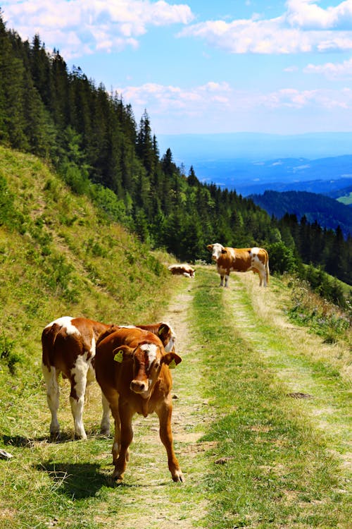Δωρεάν στοκ φωτογραφιών με αγελάδες, βόδια, βουνό