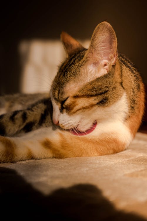 Low Light Photography Of Tabby Cat
