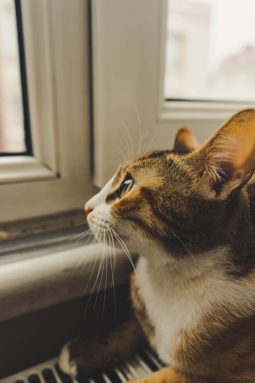 Free A cute domestic cat looking curiously out a window in an indoor setting. Stock Photo