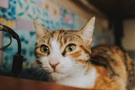 一只好奇的家猫睁着绿色的眼睛，在室内若有所思地凝视着