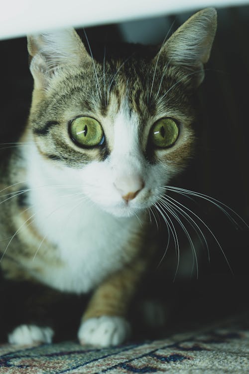 Tekir Kedi Yakın çekim Fotoğrafı