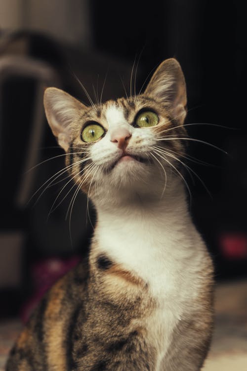 회색과 갈색 고양이의 초점 사진