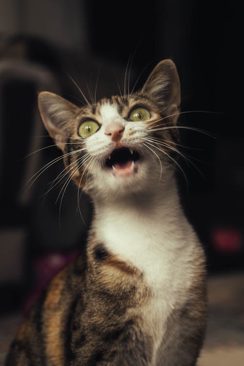Free Calico Cat Yakın çekim Fotoğrafçılığı Stock Photo