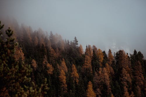 View of a Forest in Autumnal Colors on a Hill in Fog 