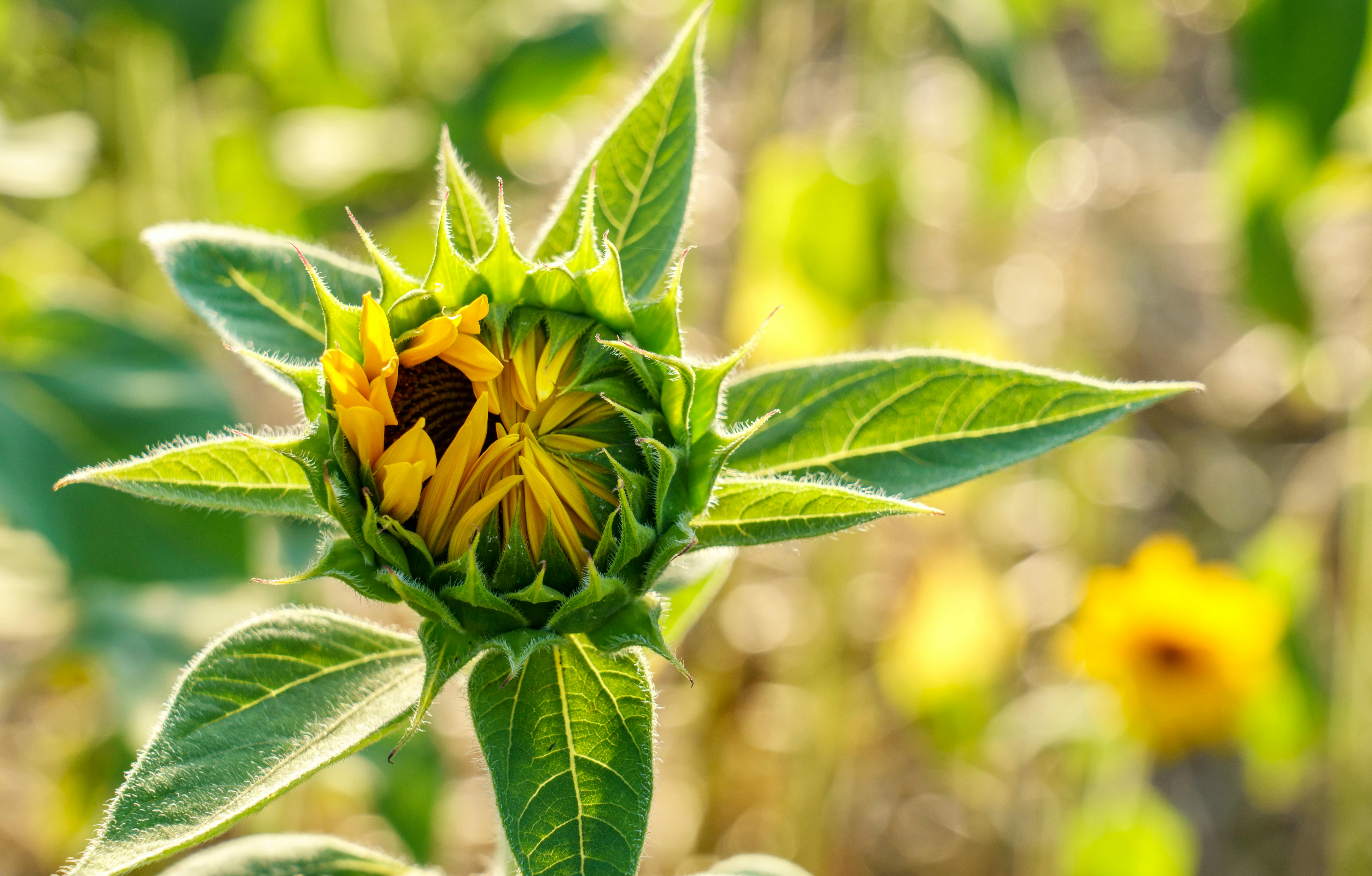 Closed Sunflower Flower Free Stock Photo