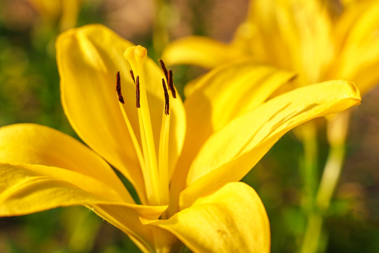 captivating close up of a blooming yellow lily in the garden emphasizi