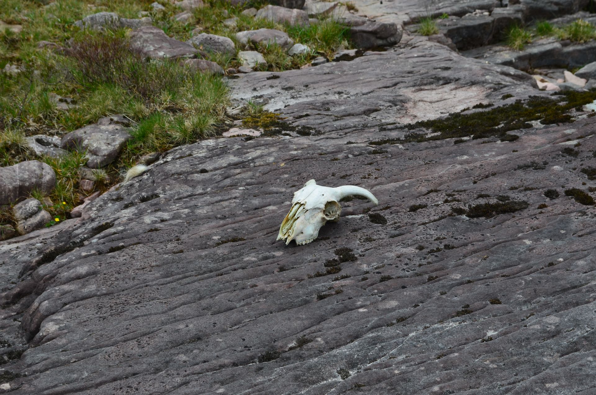 A Skull of an Animal Lying on the Rocky Surface