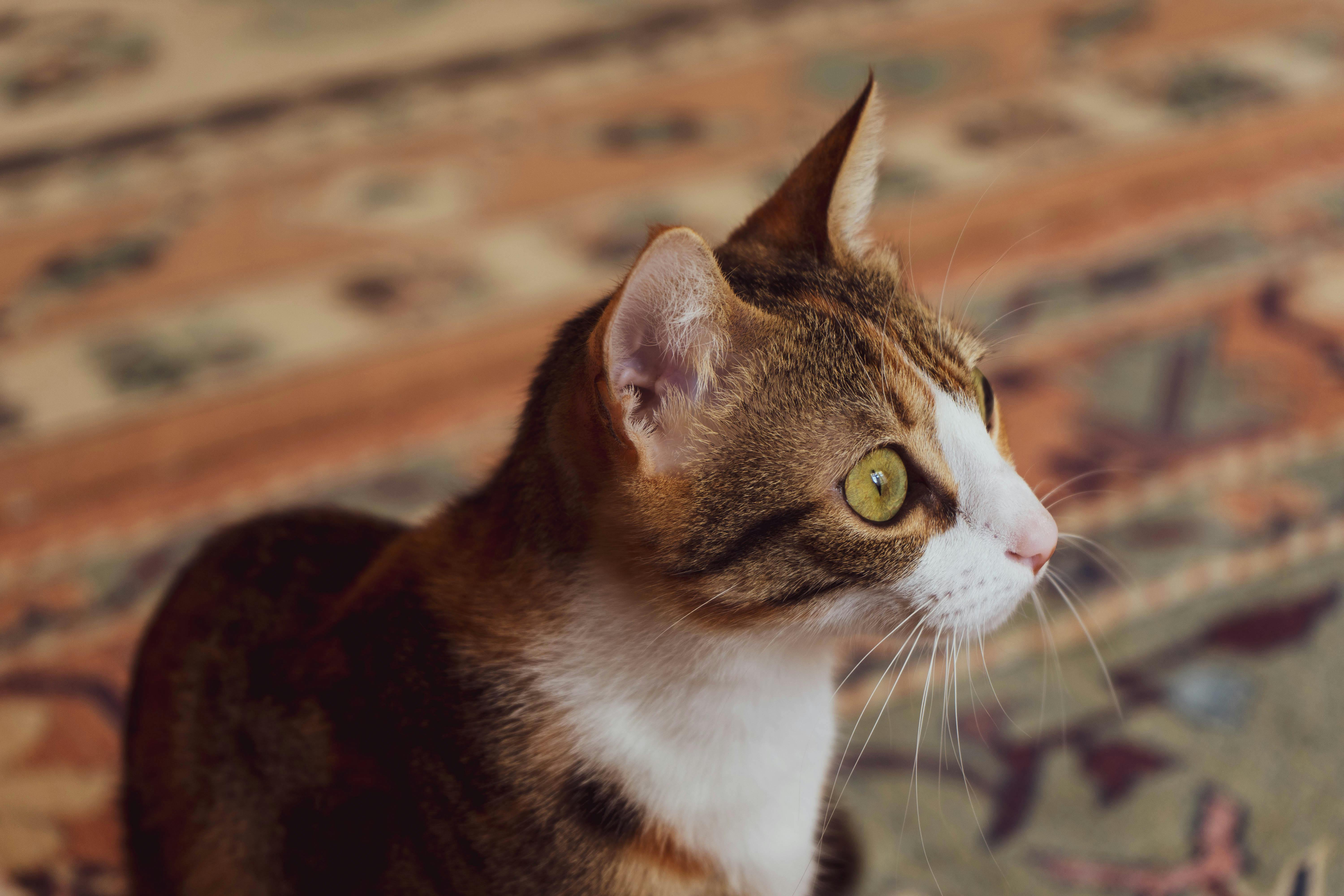 White And Brown Cat Free Stock Photo   Pexels Photo 1754937 