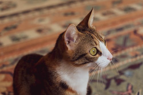 Free White And Brown Cat Stock Photo