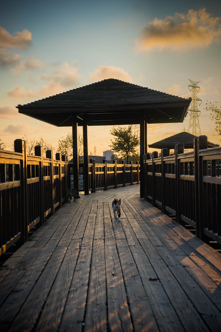 Photo Of Cat Walking On Wooden Planks