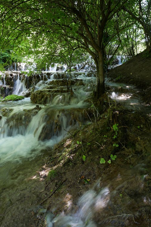 Free stock photo of brook, green, leaves