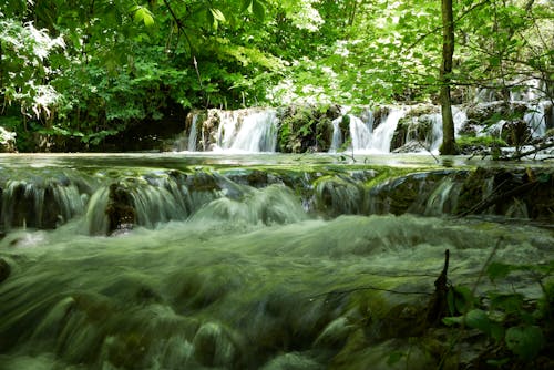 Kostnadsfri bild av bäck, flod, grön
