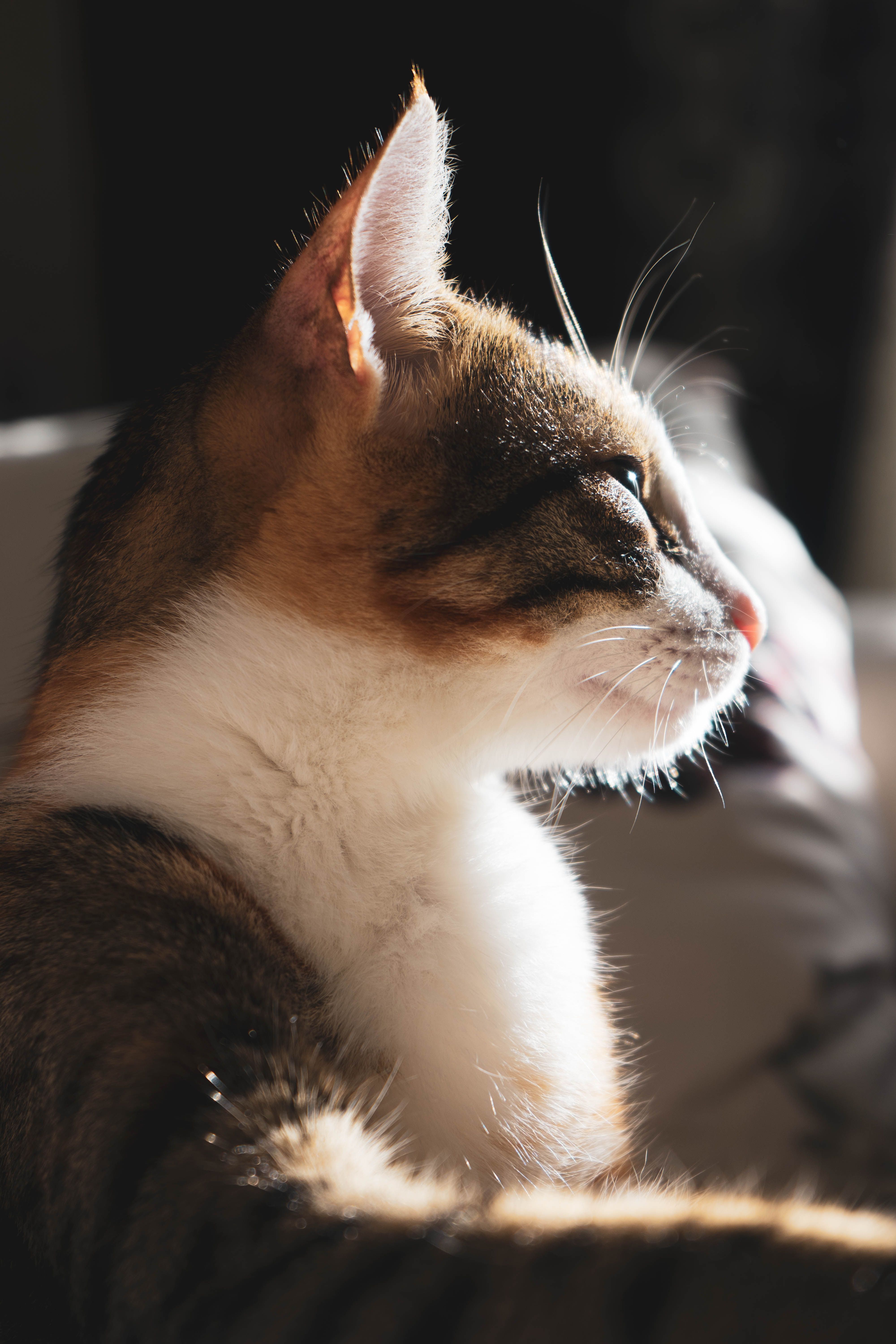 Calico Cat · Free Stock Photo