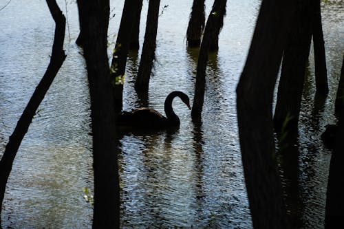 Free stock photo of black swan, chiaroscuro, forest river