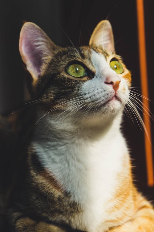 Photo Of A Cat